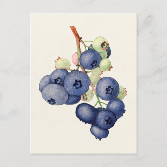 Blueberries (Vaccinium Corymbosum) Fruchtmalerei Postkarte (Vorderseite)