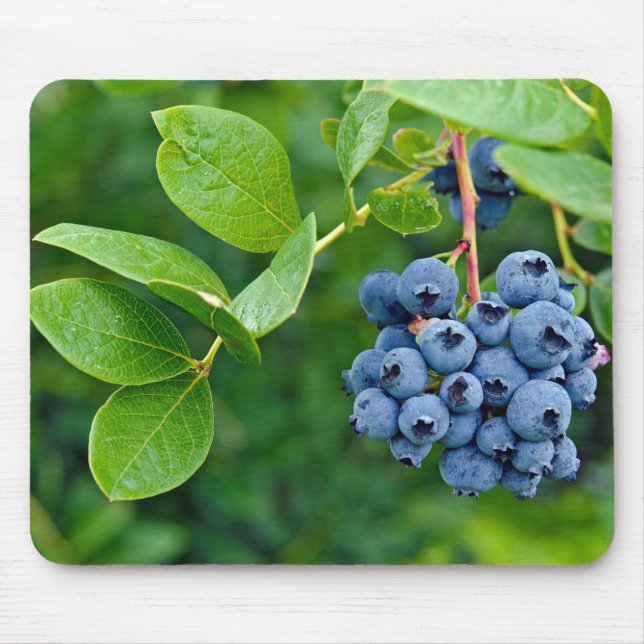 Blueberry Bush Mousepad (Vorne)