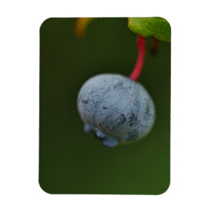 Blueberry Magnet