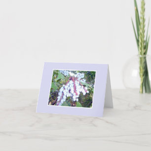 Blueberry notecard karte