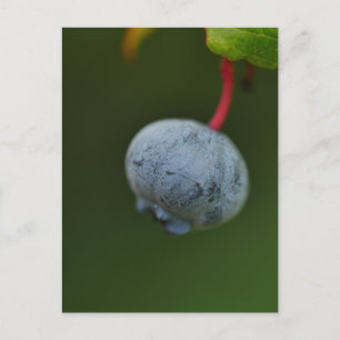 Blueberry Postcard Feiertagspostkarte