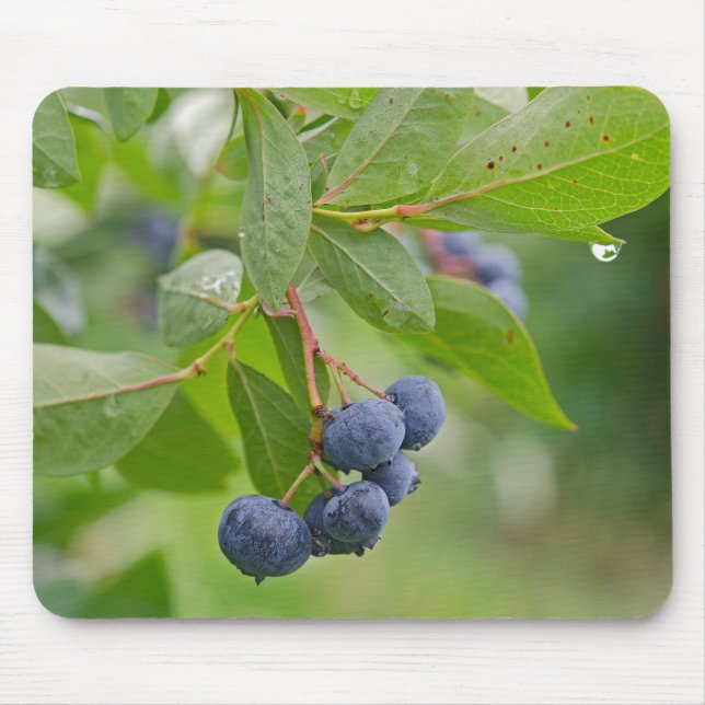 Blueberry Rain Mousepad (Vorne)