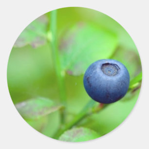 Blueberry Runder Aufkleber