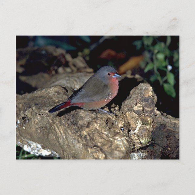 Bluebill Firefinch Postkarte (Vorderseite)