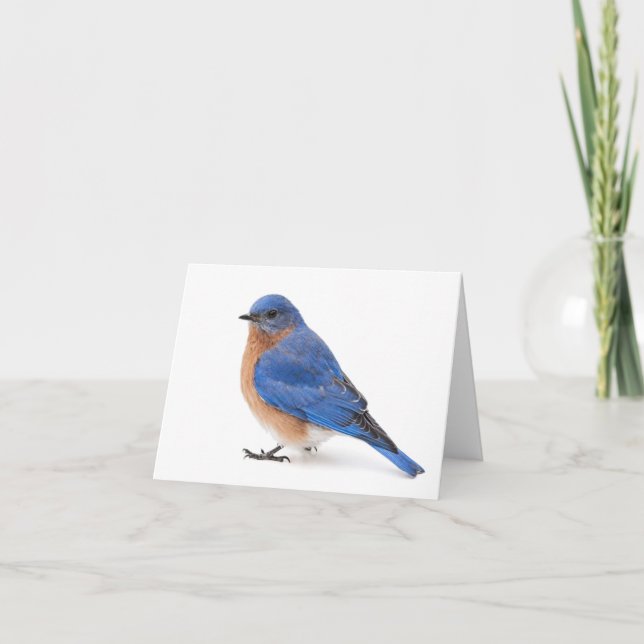 Bluebird (Vorderseite)