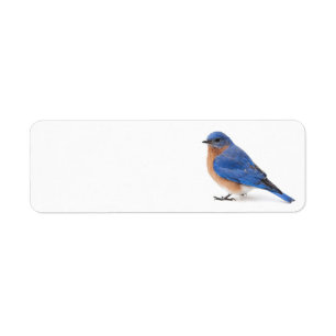 Bluebird