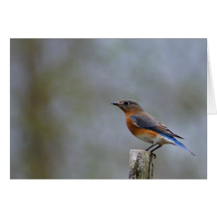 Bluebird
