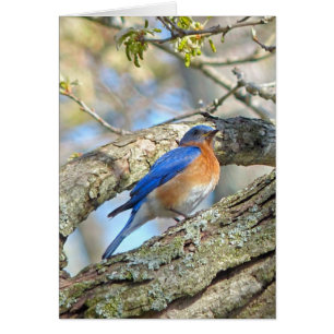 Bluebird