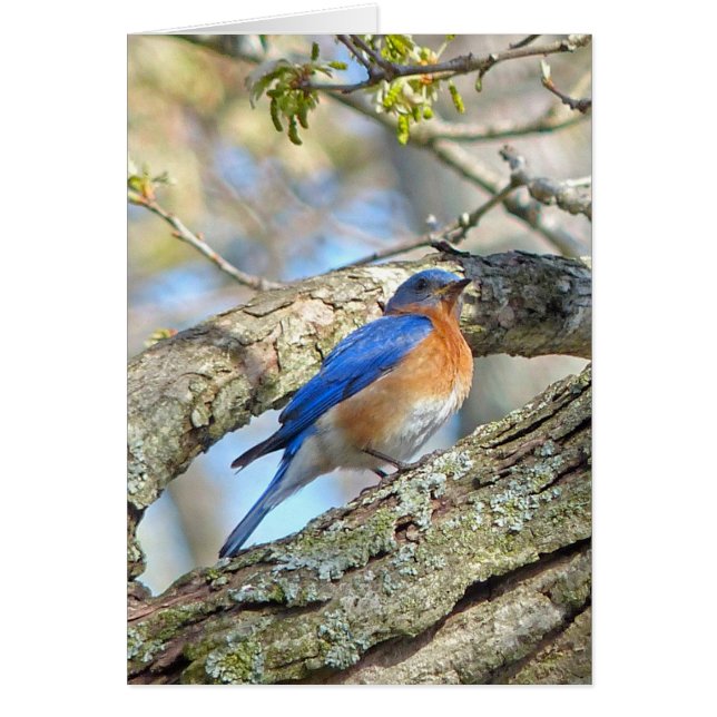 Bluebird (Devant)