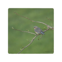 Bluebird