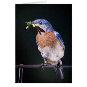 bluebird2