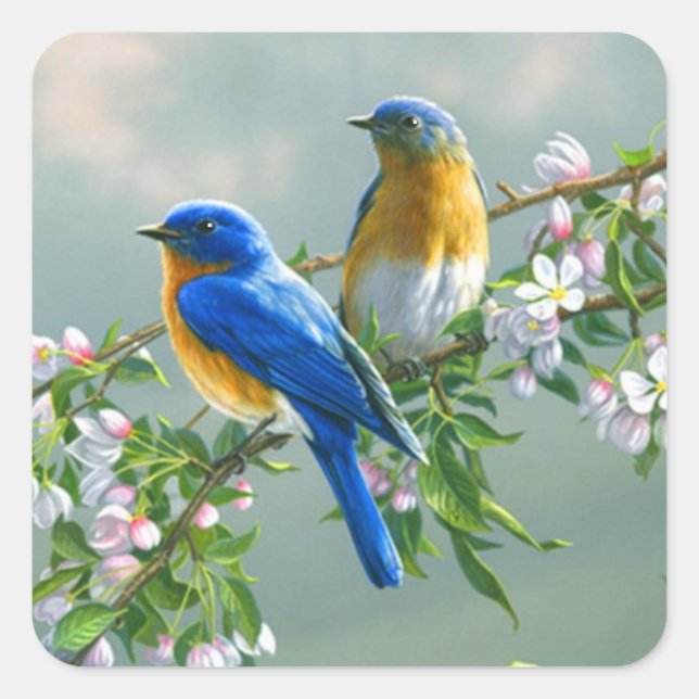 Bluebird. American Eastern Bluebird Sialis Quadratischer Aufkleber (Vorderseite)