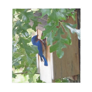 Bluebird at Home Notizblock