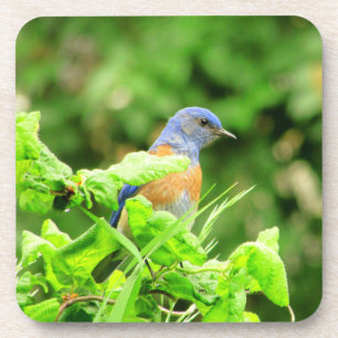 Bluebird auf Corkschraube Bush Getränkeuntersetzer