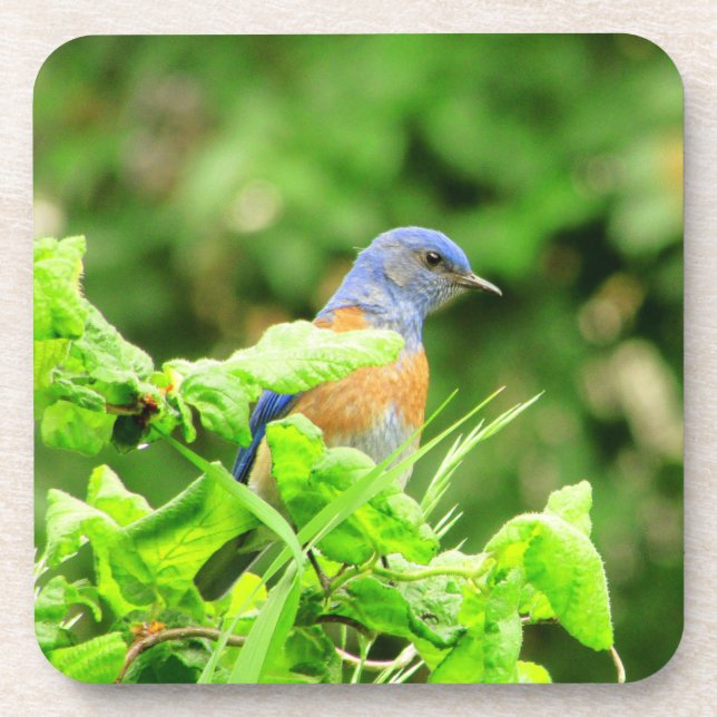 Bluebird auf Corkschraube Bush Getränkeuntersetzer (Vorderseite)