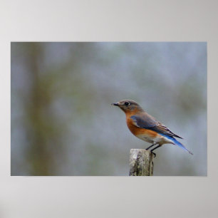 Bluebird auf Post Poster
