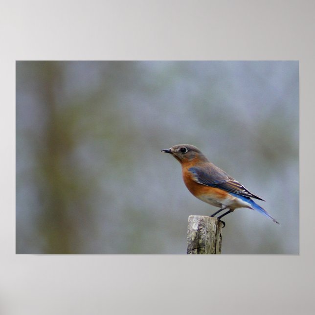 Bluebird auf Post Poster (Vorne)