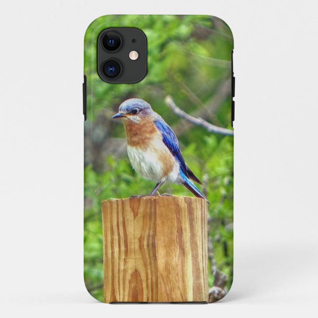 Bluebird auf Zaun Case-Mate iPhone Hülle (Rückseite)