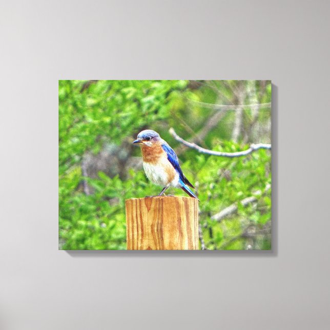Bluebird auf Zaun Leinwanddruck (Vorderseite)