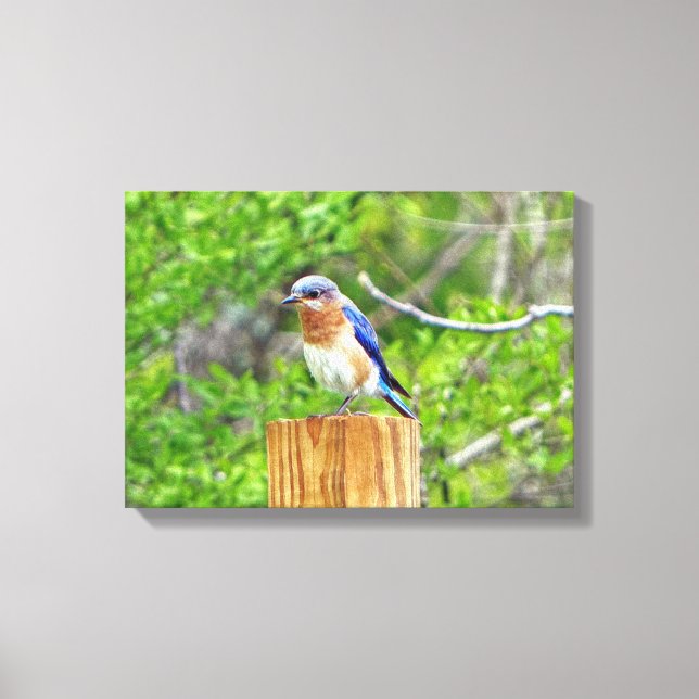 Bluebird auf Zaun Leinwanddruck (Vorderseite)