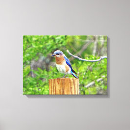 Bluebird auf Zaun Leinwanddruck