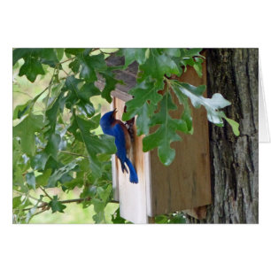 Bluebird auf Zuhause Grußkarte