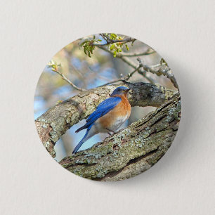 Bluebird Button
