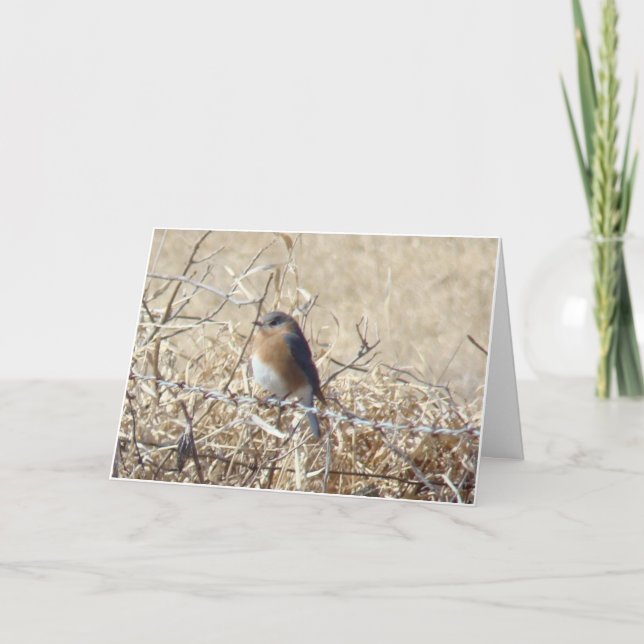 Bluebird & Cardinal, Life Is a Song Sing It! Karte (Vorderseite)