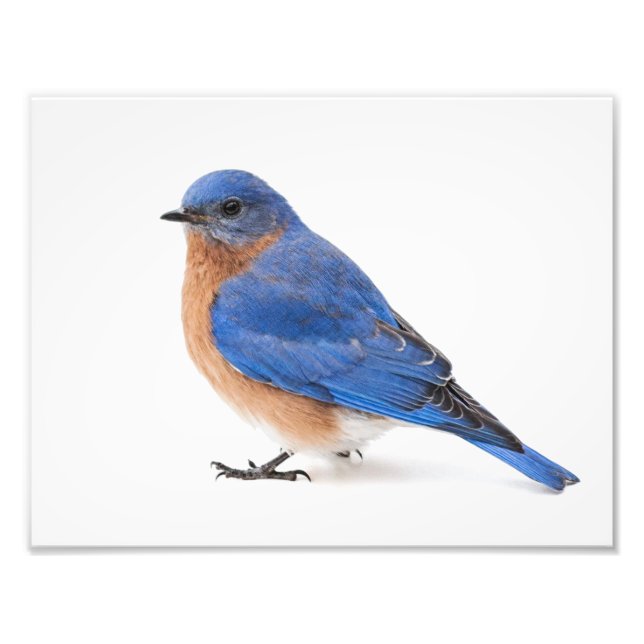 Bluebird Fotodruck (Vorne)