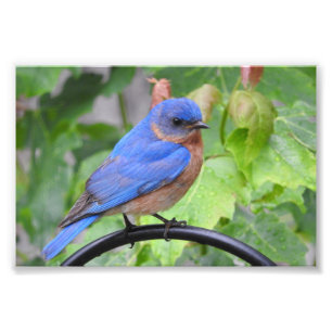 Bluebird Fotodruck
