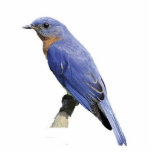 Bluebird Fotoskulptur Ornament<br><div class="desc">Ein hübscher,  orientalischer Bluebird-Ornament</div>