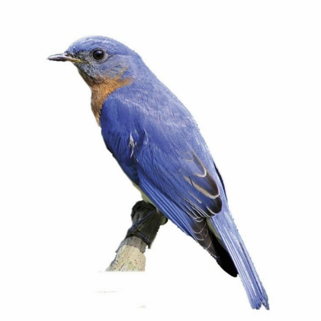 Bluebird Fotoskulptur Schlüsselanhänger (Vorne)