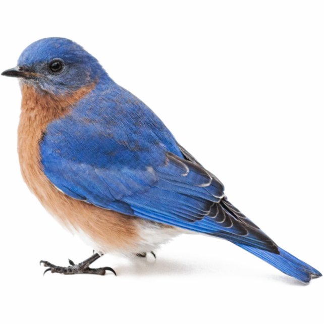 Bluebird Freistehende Fotoskulptur (Vorne)