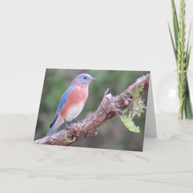 Bluebird Grußkarte Feiertagskarte (Vorderseite)