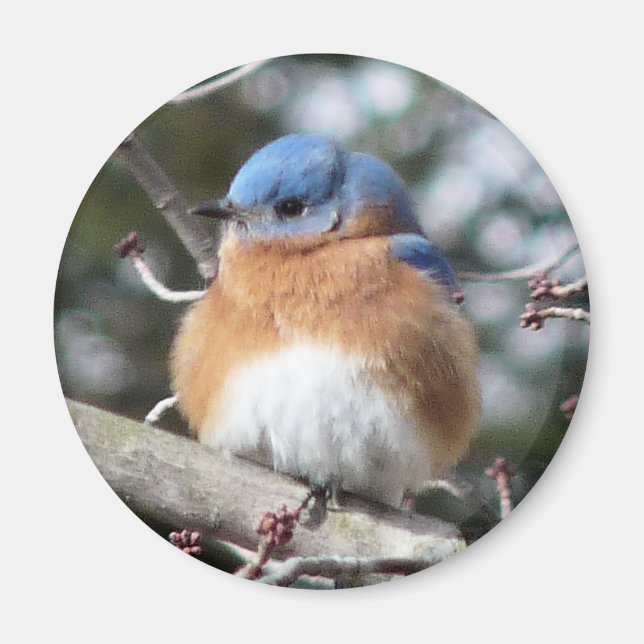 Bluebird Magnet (Vorne)