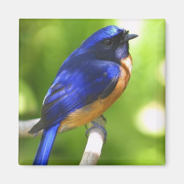 Bluebird Magnet (Devant)