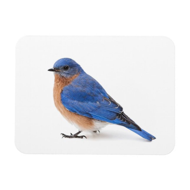 Bluebird Magnet (Horizontal)