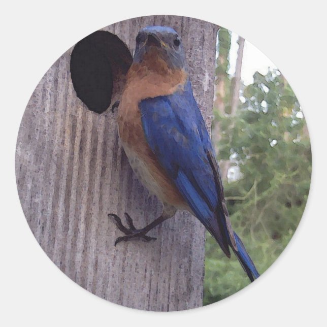 Bluebird Male Sticker (Vorderseite)