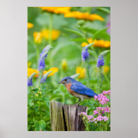 Bluebird-Männchen auf Zaunpfosten im Blumengarten
