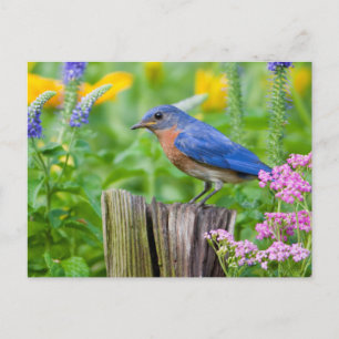 Bluebird-Männchen auf Zaunpfosten im Blumengarten Postkarte