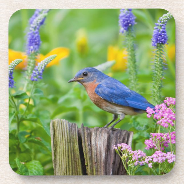 Bluebird-Männchen auf Zaunpfosten im Blumengarten Untersetzer (Vorderseite)