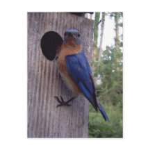 Bluebird Nest Postcard