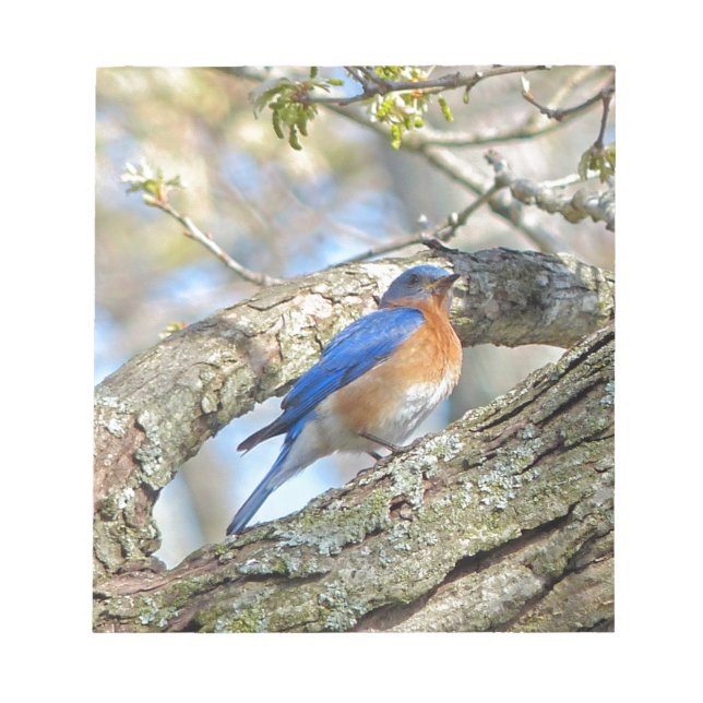 Bluebird Notizblock (Vorderseite)