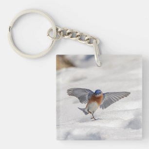 Bluebird oriental dansant dans la neige
