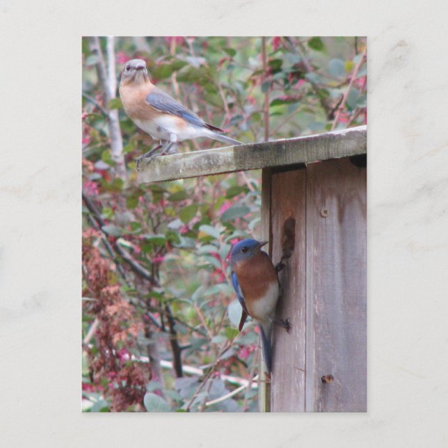 Bluebird Pair Postcard Postkarte (Vorderseite)