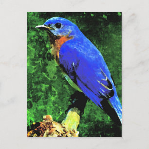 Bluebird Postkarte