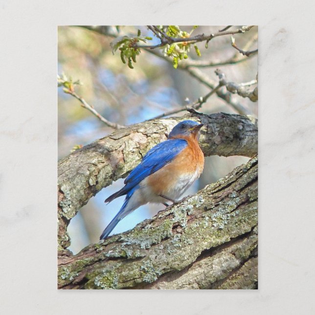 Bluebird Postkarte (Vorderseite)