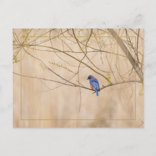 Bluebird Spring Postkarte