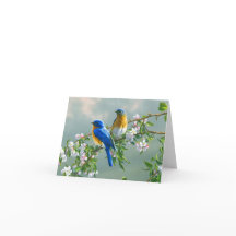 Bluebirds