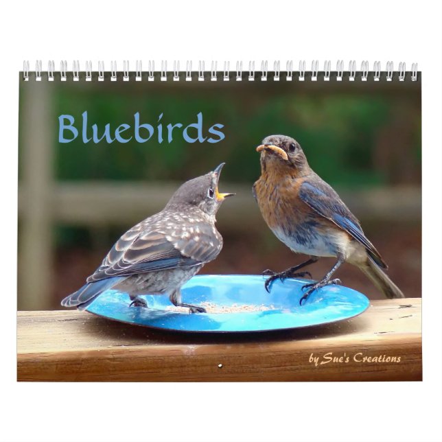 Bluebirds-Kalender Kalender (Titelbild)